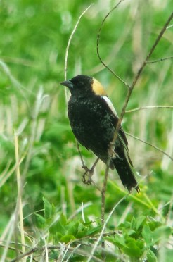 14084546996_a1c1526ae3_z