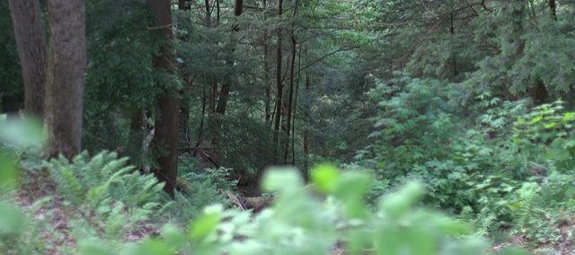 10 Ideas for Outdoor Activities | Branches & Rambles